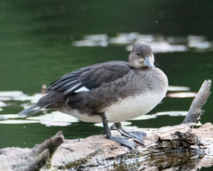 Lophodytes cucullatus