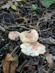 Leucoagaricus rubrotinctus