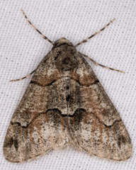 Gabriola dyari pruina