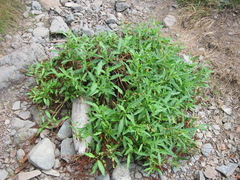 Rumex salicifolius