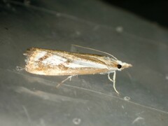 Catoptria latiradiellus