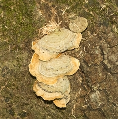 Stereum subtomentosum