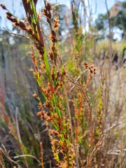 Baloskion tetraphyllum