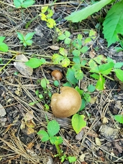 Amidella
