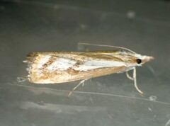 Catoptria latiradiellus