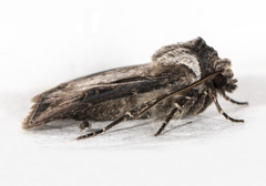 Agrotis venerabilis