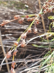 Baloskion tetraphyllum