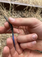 Plestiodon skiltonianus