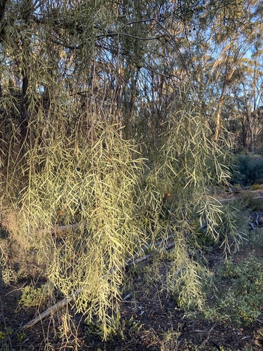 Image of Santalum murrayanum by (c) Thomas Mesaglio, some rights reserved (CC BY)
