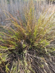 Baloskion tetraphyllum