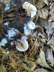 Fuscopostia fragilis