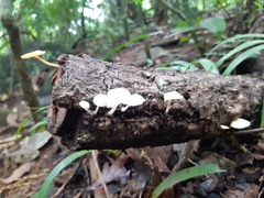 Marasmiellus candidus