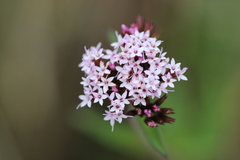 Stevia