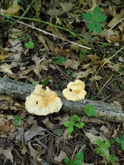 Bresadolia craterella