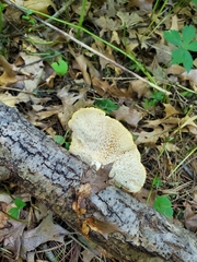 Bresadolia craterella