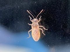 Rhopalidae