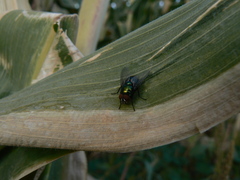 Calliphoridae