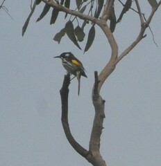 Phylidonyris novaehollandiae