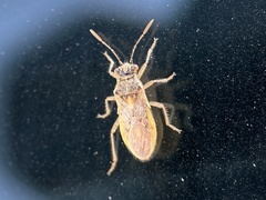 Rhopalidae