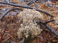Clavulina cinerea