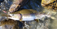 Oncorhynchus gorbuscha
