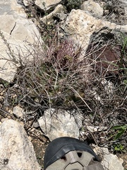 Hamatocactus hamatacanthus hamatacanthus