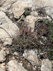 Hamatocactus hamatacanthus hamatacanthus
