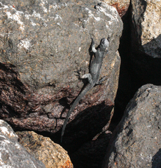 Amblyrhynchus cristatus