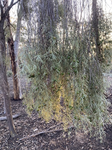 Image of Santalum murrayanum by (c) Thomas Mesaglio, some rights reserved (CC BY)