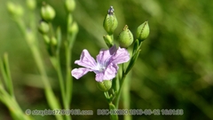 Linum stelleroides