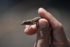Anolis sericeus