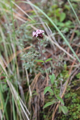 Stevia