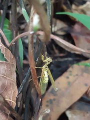 Mantispidae