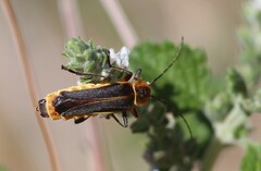 Chauliognathus obscurus