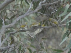 Ptilotula penicillata