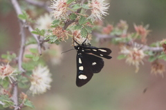 Alypiodes bimaculata