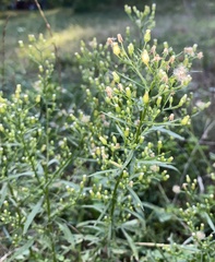 Erigeron