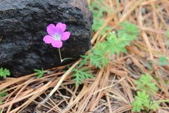 Geranium potentillifolium