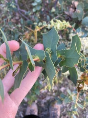 Hakea prostrata