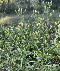 Erigeron