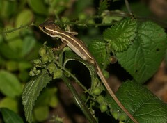 Basiliscus vittatus
