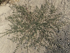 Amaranthus blitoides