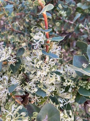 Hakea prostrata