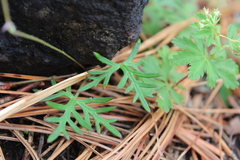 Geranium potentillifolium