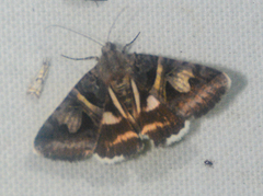 Drasteria grandirena