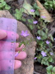 Claytonia
