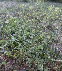 Erigeron
