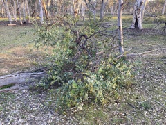 Hakea prostrata