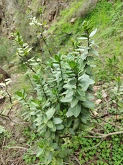 Gomphocarpus cancellatus