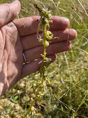 Pedicularis parviflora